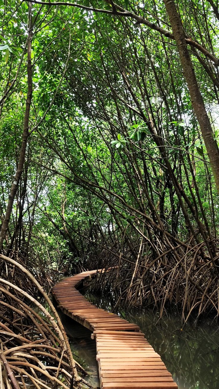 Mangrove and freshwater wetland along Nigeria's southern rivers